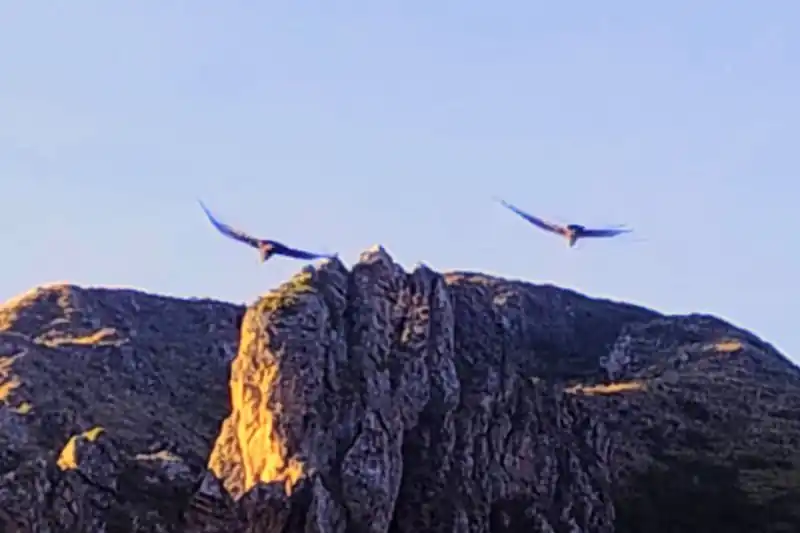 Impresionante vuelo del cóndor visto desde la entrada al Mirador de Cóndores de Chonta